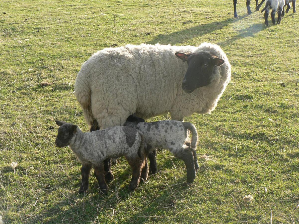 Elms Farm Βίλα Alderton  Εξωτερικό φωτογραφία